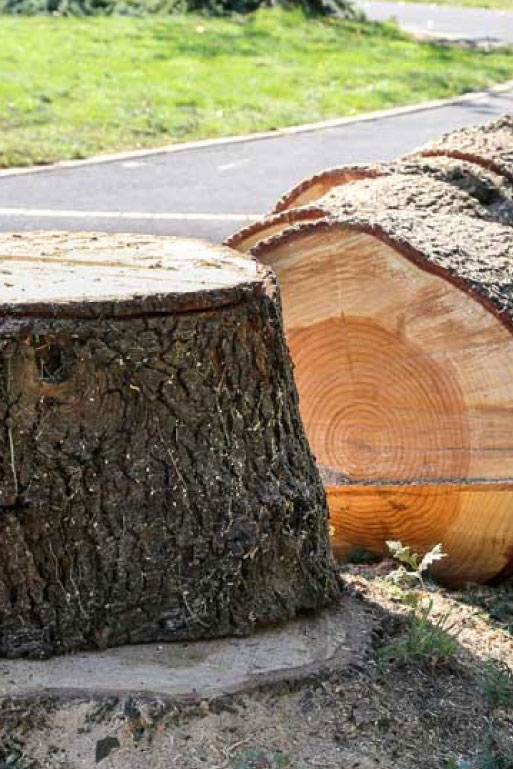  Abattage d’arbres à Limetz-Villez, dans les Yvelines (78) et en Ile de France 