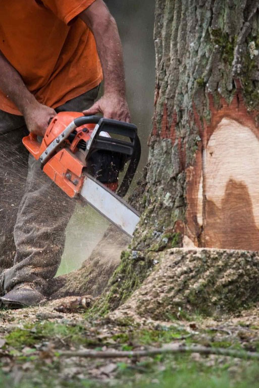   L’abattage des arbres doit être réalisé par des professionnels à Limetz-Villez, dans les Yvelines (78) et en Ile de France 