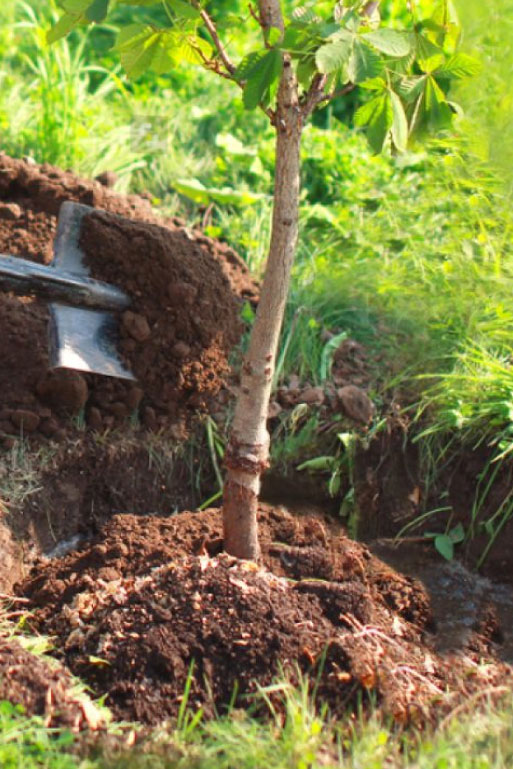  Plantation d’arbres à Limetz-Villez, dans les Yvelines (78) et en Ile de France