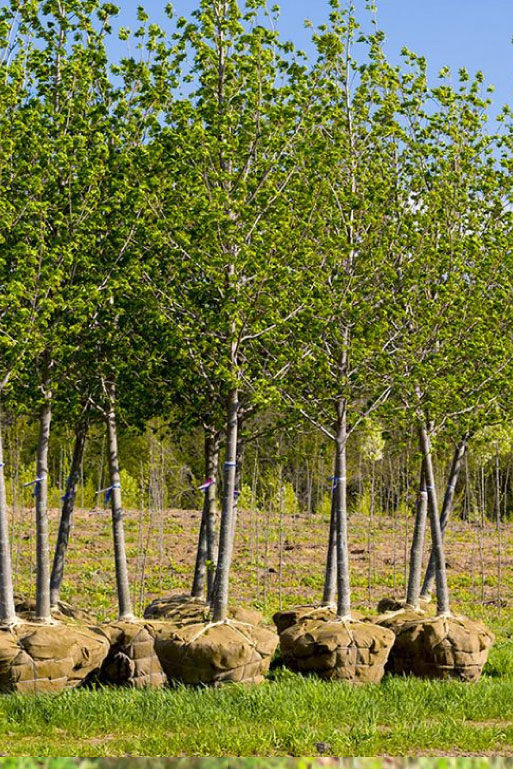   La plantation de l'arbre par des professionnels à Limetz-Villez, dans les Yvelines (78) et en Ile de France  