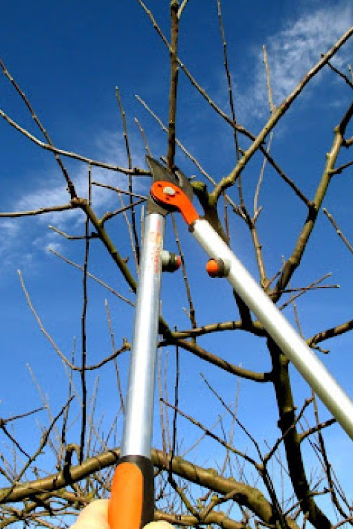  Taille d’arbres fruitiers à Limetz-Villez, dans les Yvelines (78) et en Ile de France 