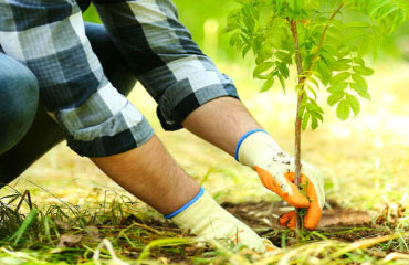 Plantation d’arbres à Limetz-Villez - Jh Espace vert dans les Yvelines