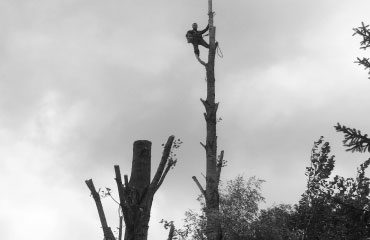 Taille d‘Arbres fruitiers à Limetz-Villez -  Jh Espace vert dans les Yvelines